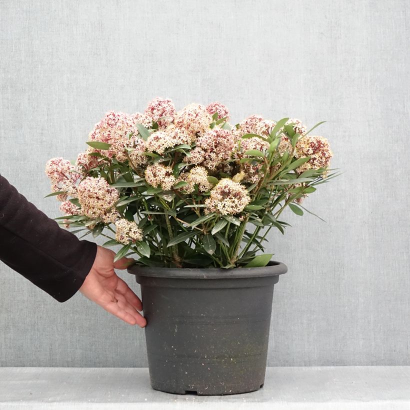 Skimmia japonica Rubella - Esquimia Maceta 7,5L/10L Ejemplar entregado en la primavera