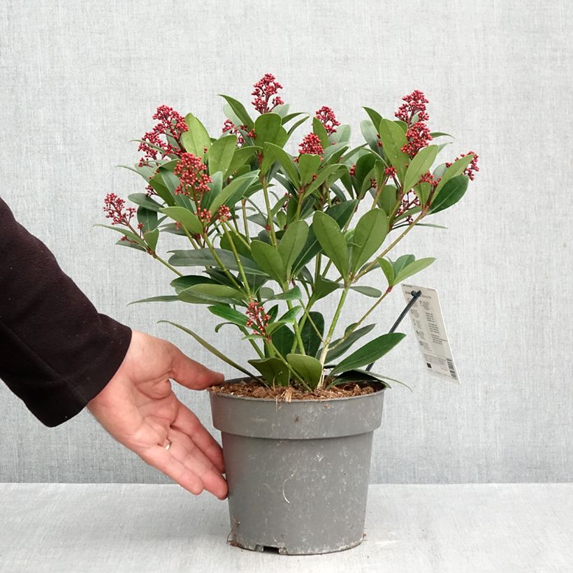 Ejemplar de Skimmia japonica Rubella - Esquimia Maceta 2L/3L entregado en otoño