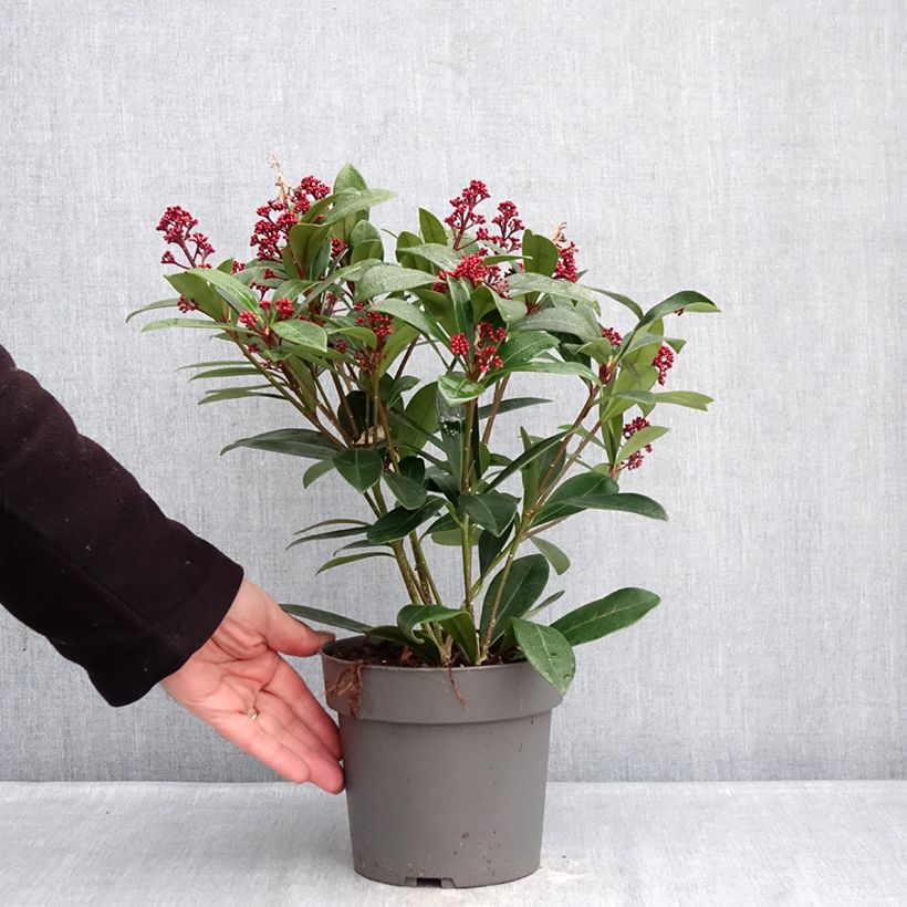 Skimmia japonica Rubella - Esquimia Maceta 2L/3L Ejemplar entregado en invierno
