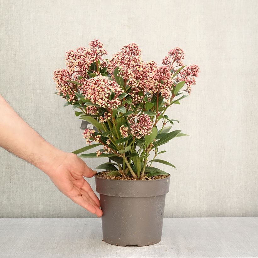 Skimmia japonica Rubella - Esquimia Maceta 2L/3L Ejemplar entregado en la primavera