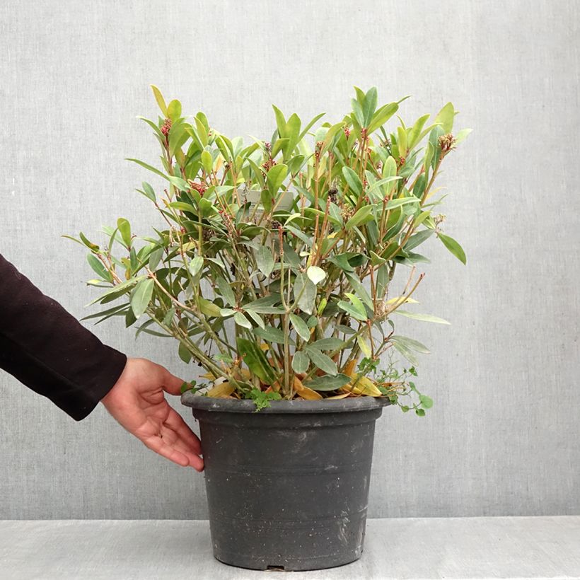 Ejemplar de Skimmia japonica Rubella - Esquimia Maceta 7,5L/10L entregado en otoño