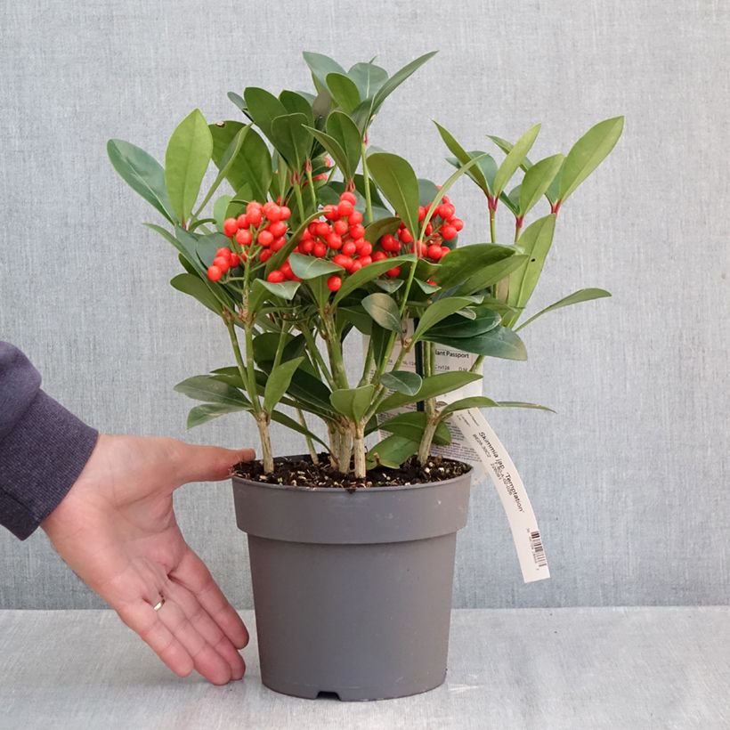 Ejemplar de Skimmia japonica Temptation - Esquimia Maceta 2L/3L entregado en otoño