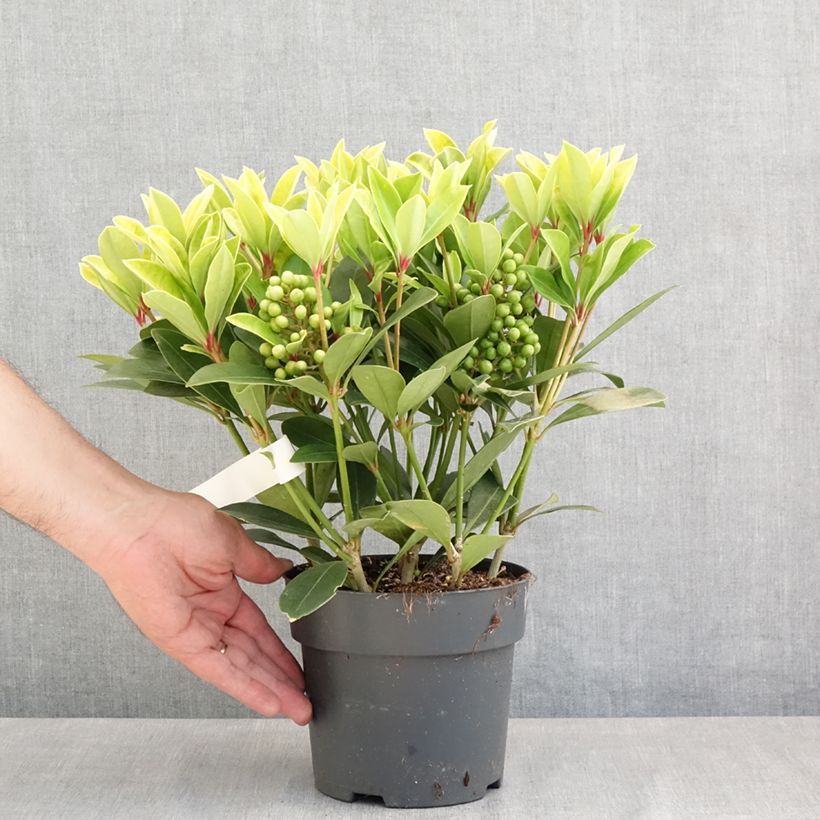 Skimmia japonica Temptation - Esquimia Maceta 2L/3L Ejemplar entregado en la primavera