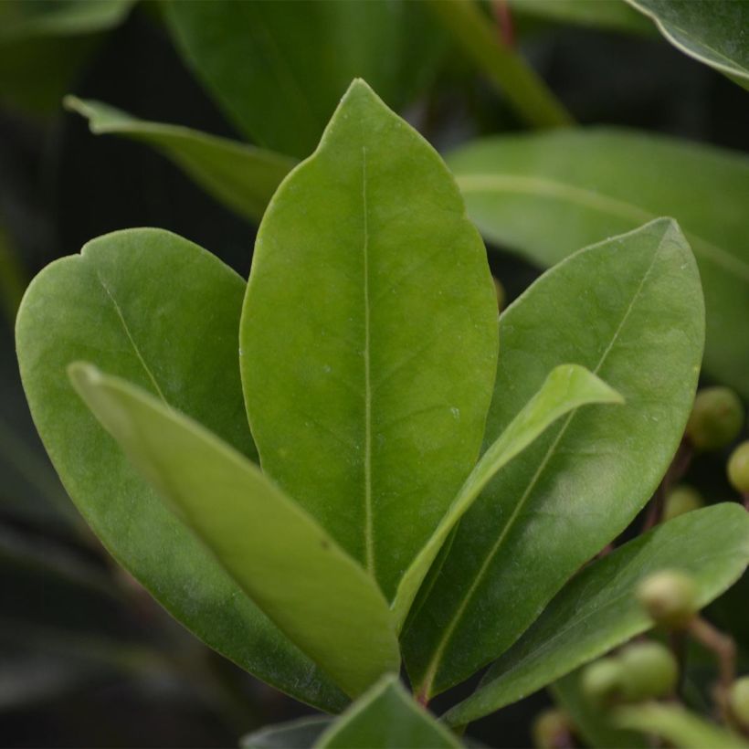 Skimmia japonica Veitchii - Esquimia (Follaje)