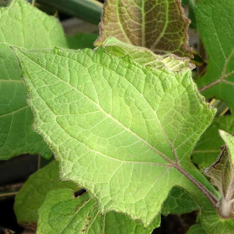 Yacón Red - Smallanthus sonchifolius (Follaje)