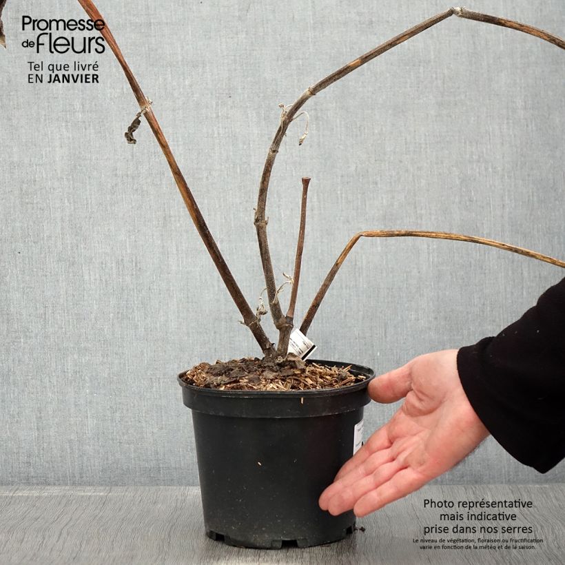 Yacón Red - Smallanthus sonchifolius Maceta 3L/4L Ejemplar entregado en invierno