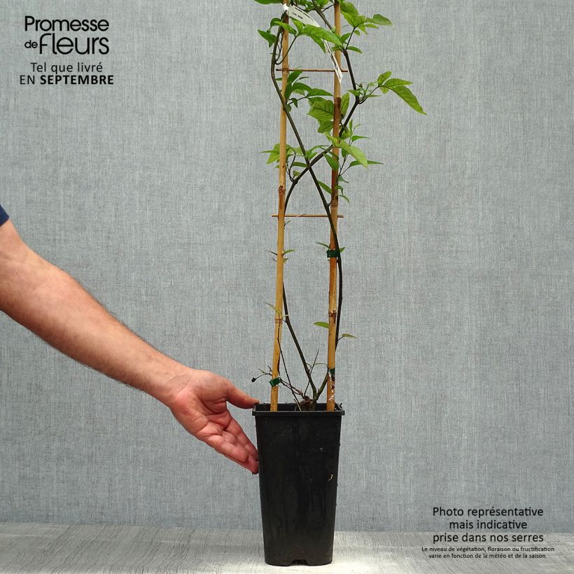 Ejemplar de Solanum jasminoides Blue - Falso Jazmín Maceta 2L/3L entregado en otoño
