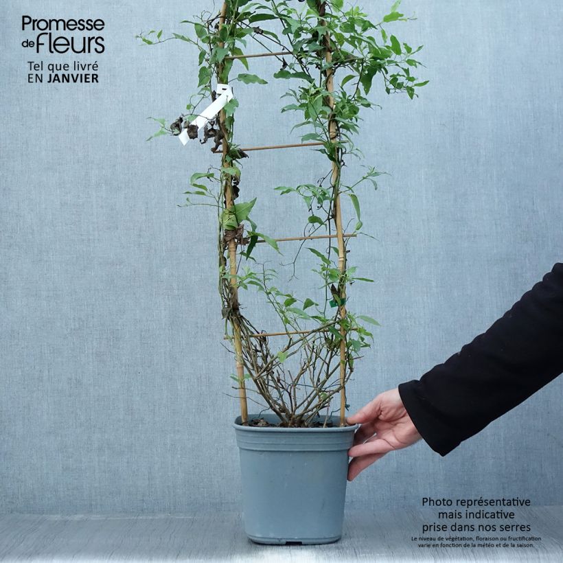 Solanum jasminoides Blue - Falso Jazmín Maceta 2L/3L Ejemplar entregado en invierno