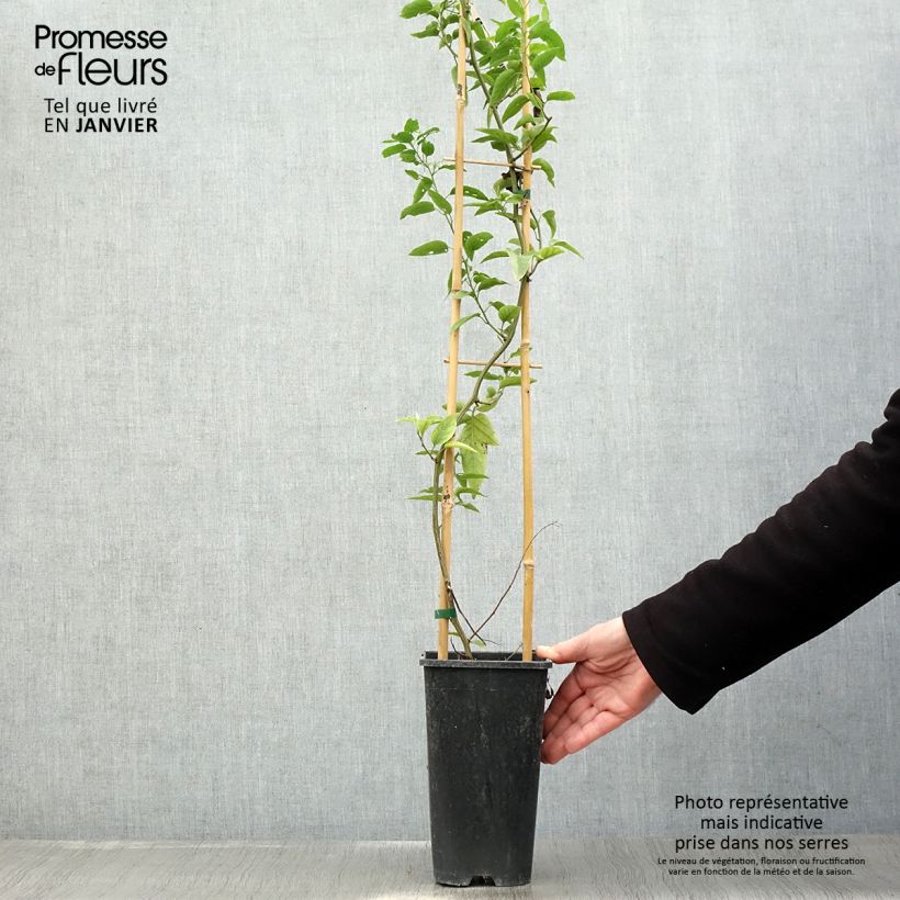 Solanum jasminoides - Falso Jazmín Maceta 2L/3L Ejemplar entregado en invierno