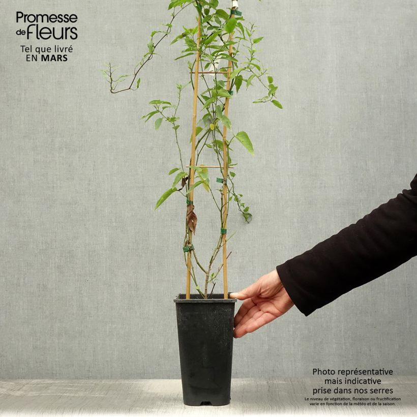 Solanum jasminoides - Falso Jazmín Maceta 2L/3L Ejemplar entregado en la primavera