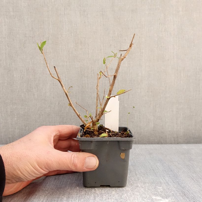 Solanum rantonnetii - Solano de flor azul Maceta de 8/9 cm Ejemplar entregado en invierno