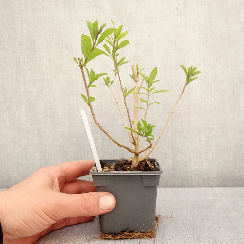 Solanum rantonnetii - Solano de flor azul Maceta de 8/9 cm Ejemplar entregado en la primavera