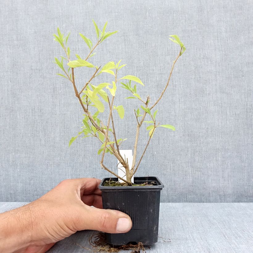 Ejemplar de Solanum rantonnetii - Solano de flor azul Maceta de 8/9 cm entregado en verano