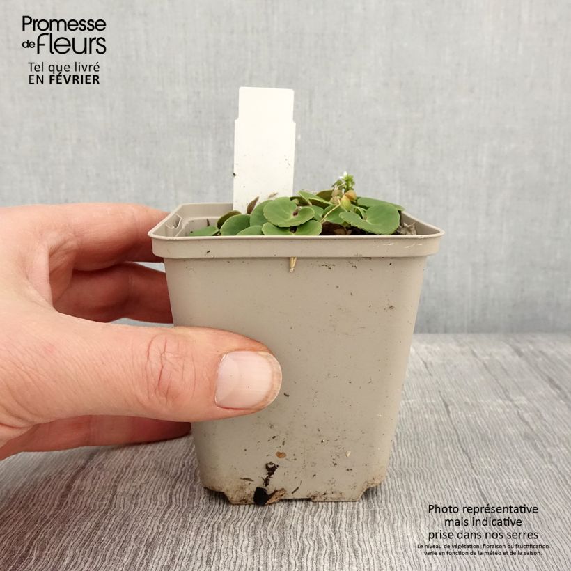 Soldanella villosa Maceta de 8/9 cm Ejemplar entregado en invierno