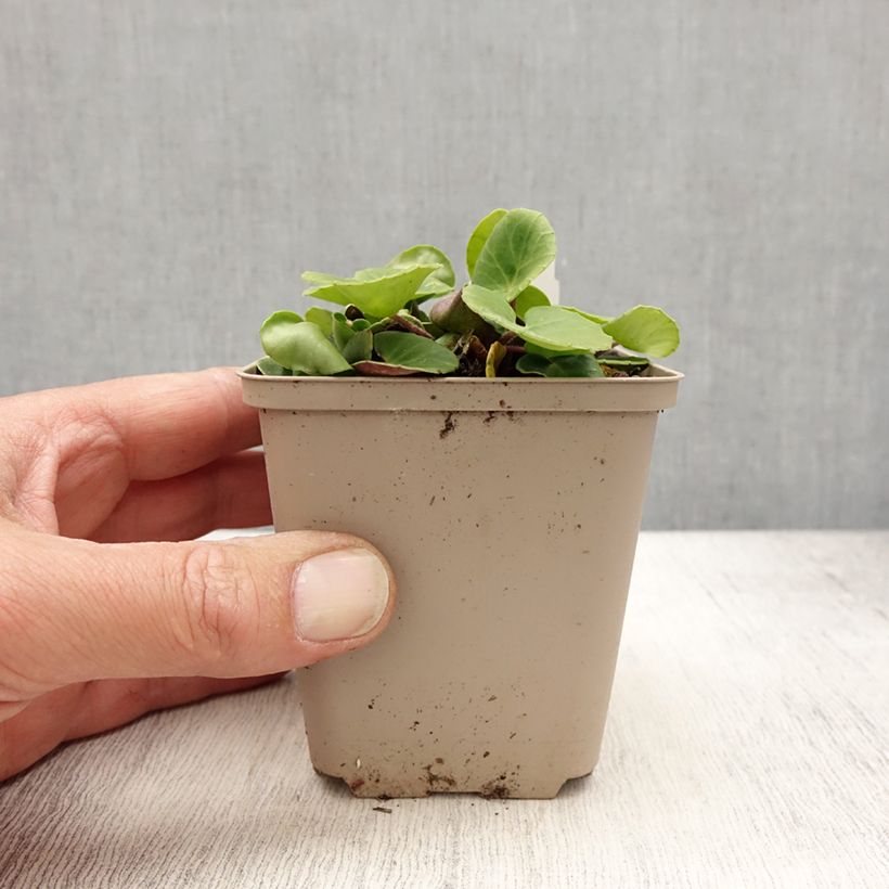 Soldanella villosa Maceta de 8/9 cm Ejemplar entregado en la primavera