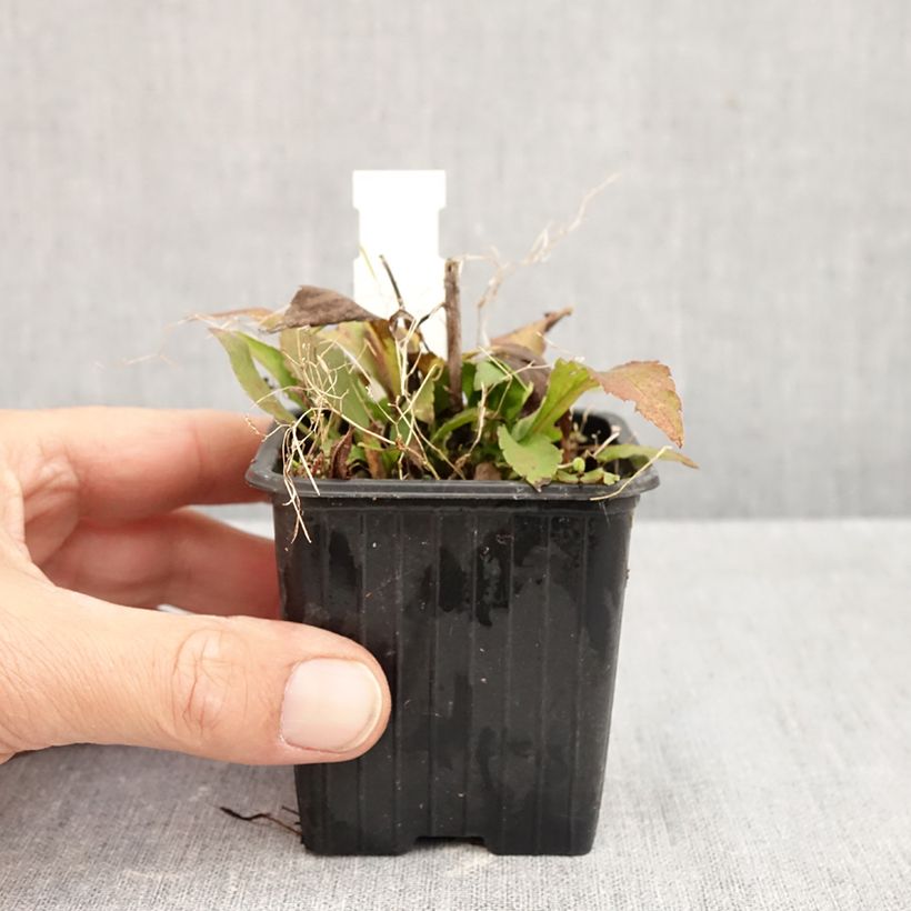 Ejemplar de Solidago caesia - Vara de oro Maceta de 8/9 cm entregado en otoño