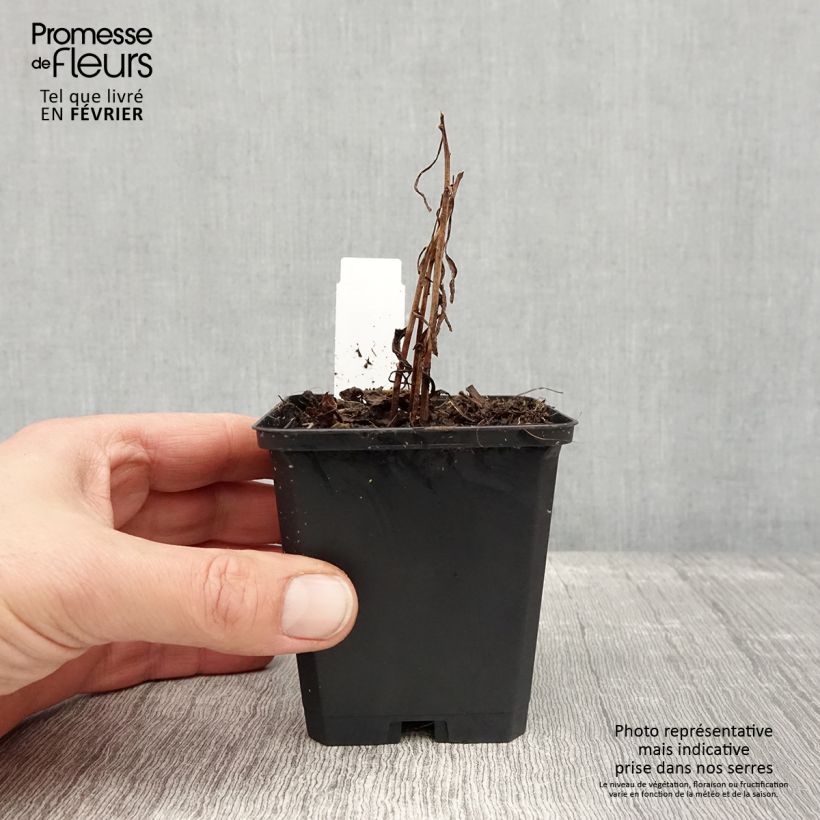 Solidago canadensis Golden Baby - Vara de oro Maceta de 8/9 cm Ejemplar entregado en invierno
