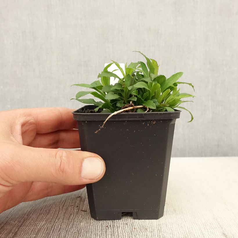 Solidago canadensis Golden Baby - Vara de oro Maceta de 8/9 cm Ejemplar entregado en la primavera