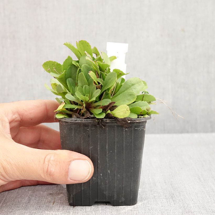 Ejemplar de Solidago cutleri Maceta de 8/9 cm entregado en otoño