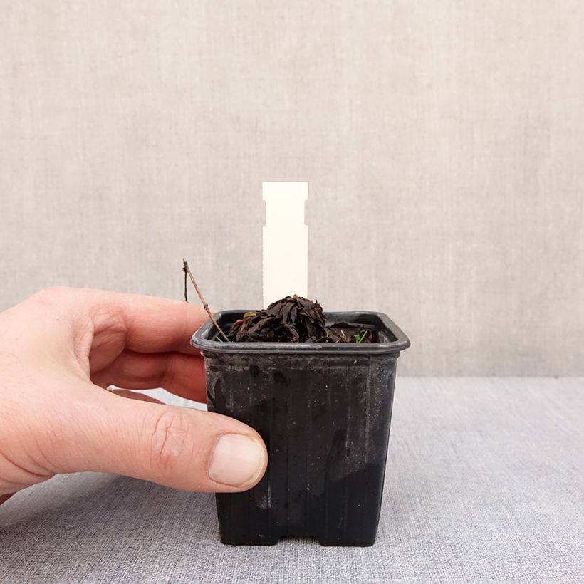 Solidago cutleri Maceta de 8/9 cm Ejemplar entregado en invierno