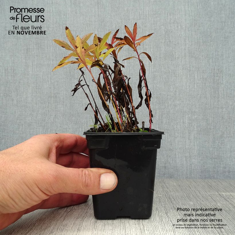 Ejemplar de Solidago canadensis Gold King - Vara de oro Maceta de 7/8 cm entregado en otoño