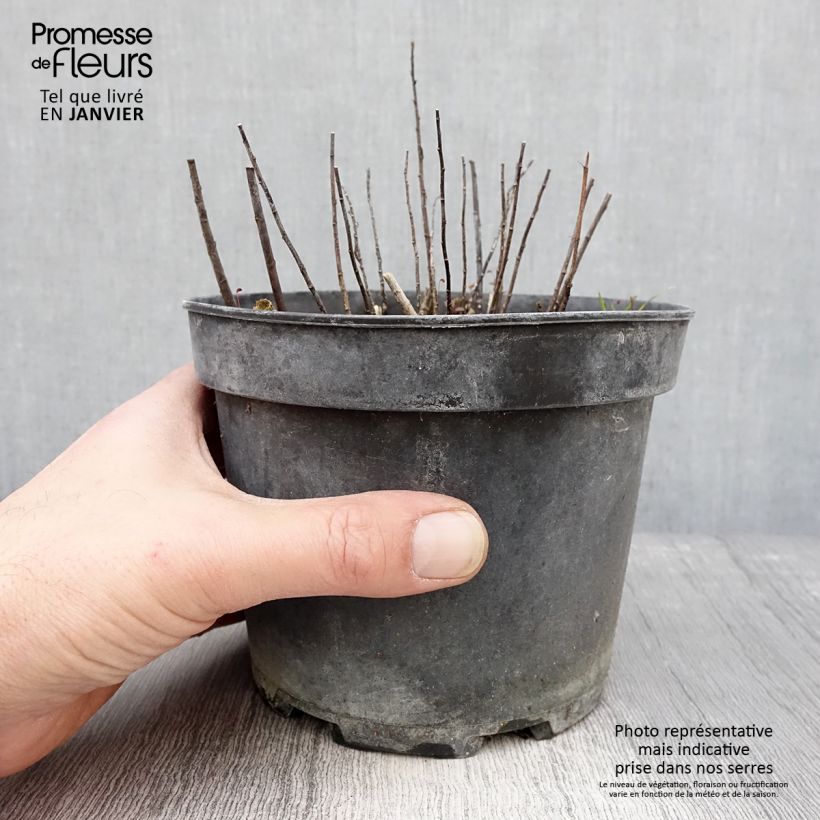 Solidago canadensis Gold King - Vara de oro Maceta 2L/3L Ejemplar entregado en invierno