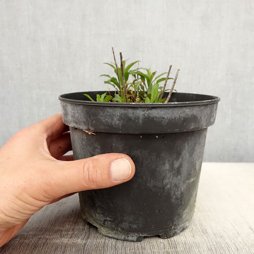 Solidago canadensis Gold King - Vara de oro Maceta 2L/3L Ejemplar entregado en la primavera