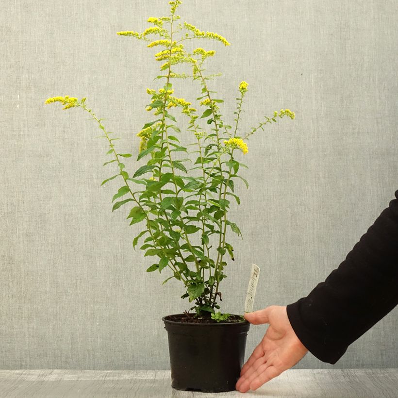 Ejemplar de Solidago rugosa Fireworks Maceta 2L/3L entregado en otoño