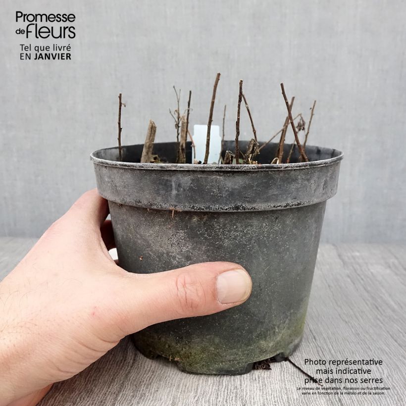 Solidago rugosa Maceta 2L/3L Ejemplar entregado en invierno