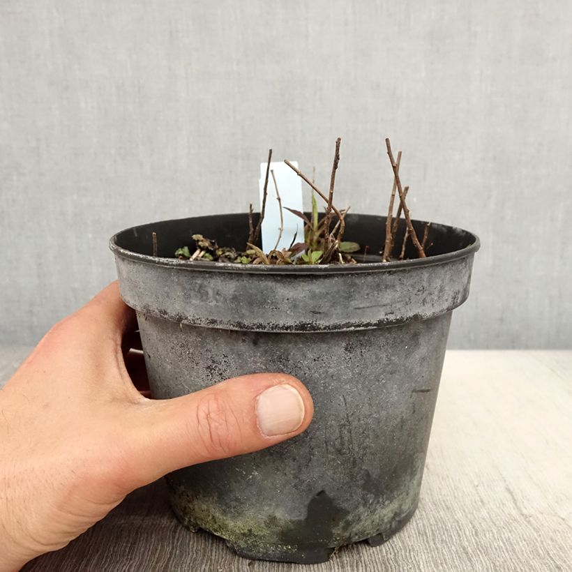 Solidago rugosa Maceta 2L/3L Ejemplar entregado en la primavera