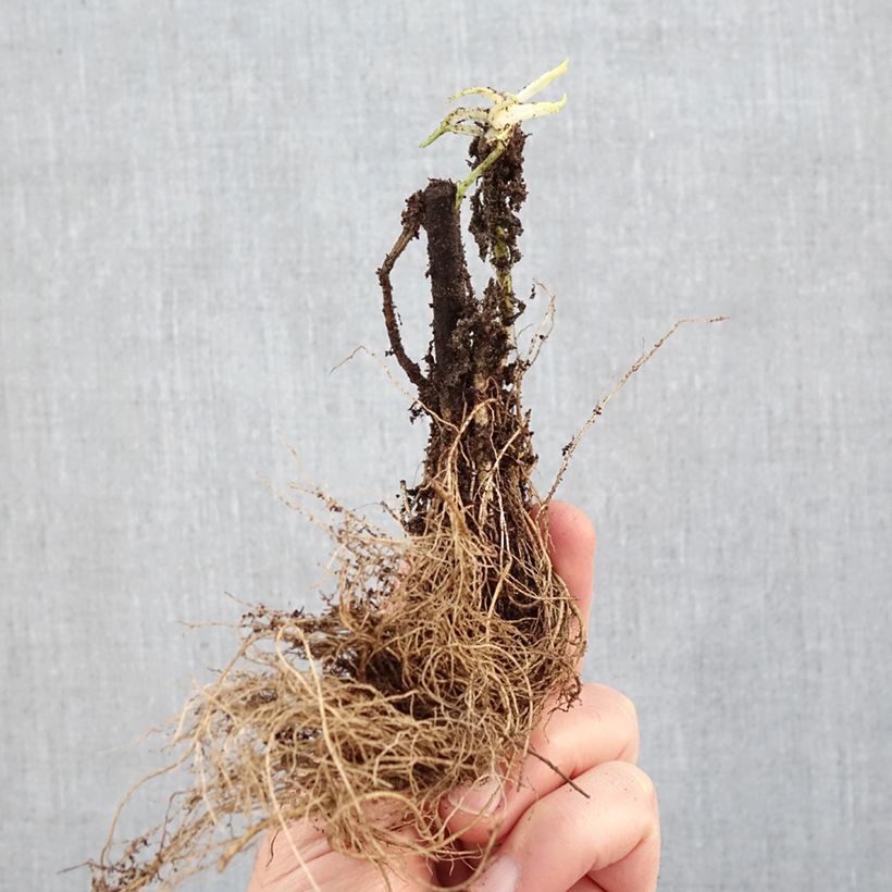 Solidago Strahlenkrone - Vara de oro Raíces desnudas Ejemplar entregado en invierno