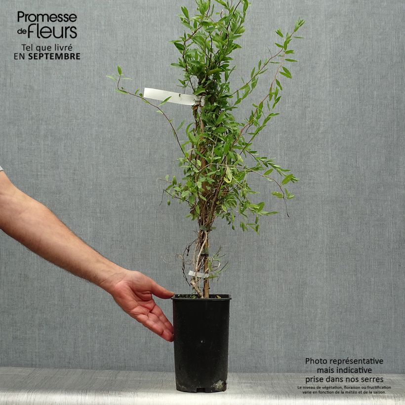 Ejemplar de Sollya heterophylla Alba azul Maceta 3L/4L entregado en otoño