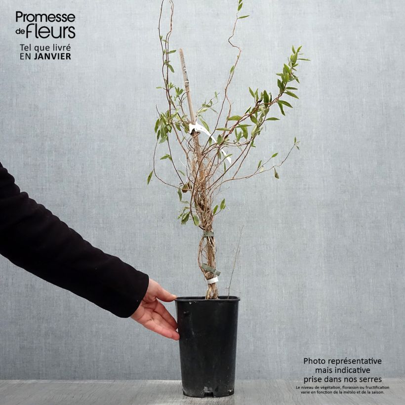 Sollya heterophylla Alba azul Maceta 3L/4L Ejemplar entregado en invierno