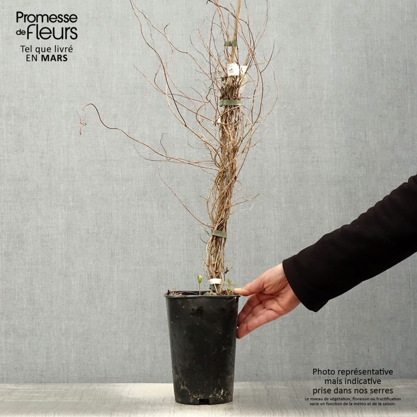 Sollya heterophylla Alba azul Maceta 3L/4L Ejemplar entregado en la primavera