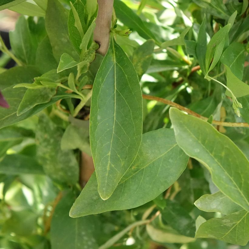 Sollya heterophylla Alba azul (Follaje)