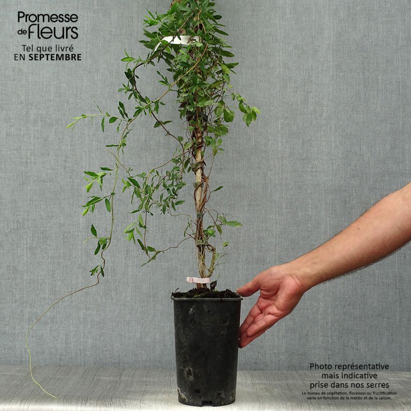 Ejemplar de Sollya heterophylla Rosea - Campanita azul Maceta 3L/4L entregado en otoño