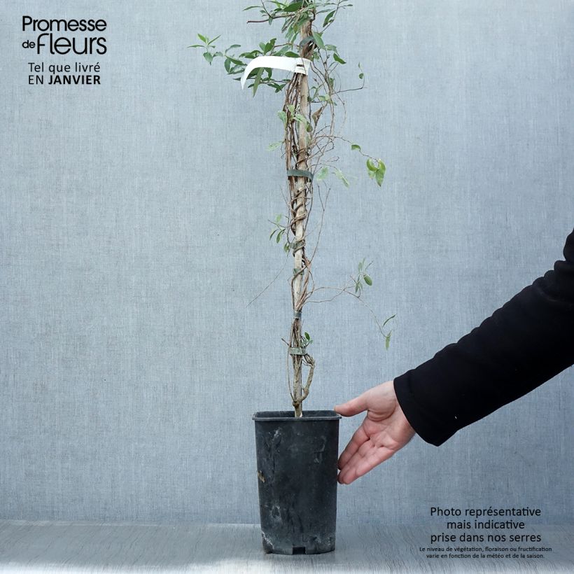 Sollya heterophylla Rosea - Campanita azul Maceta 3L/4L Ejemplar entregado en invierno