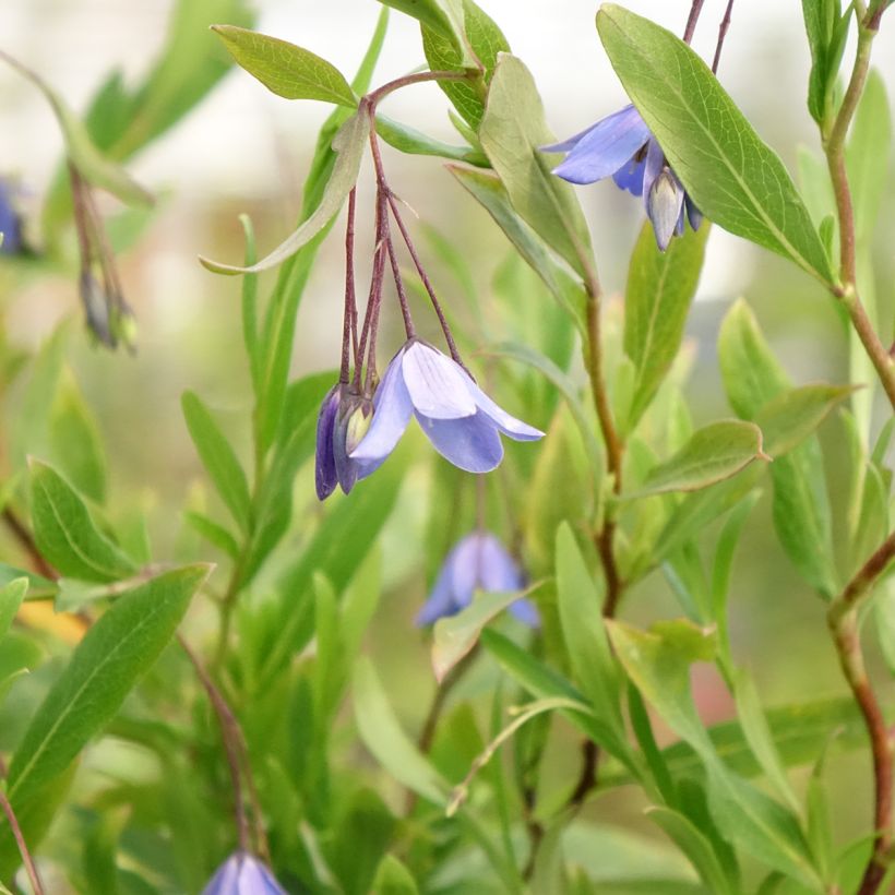Sollya heterophylla Rosea - Campanita azul (Floración)
