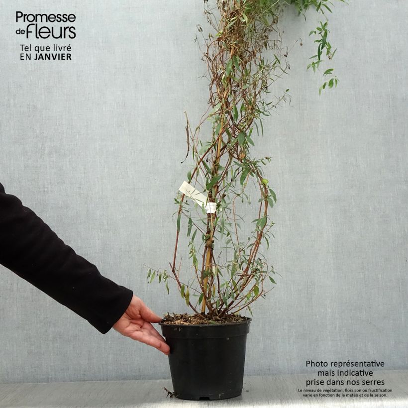 Sollya heterophylla Ultra Blue - Campanita azul Maceta 4L/5L Ejemplar entregado en invierno