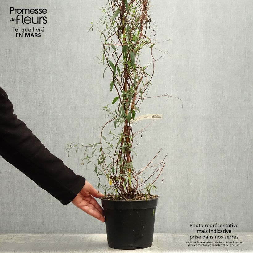 Sollya heterophylla Ultra Blue - Campanita azul Maceta 4L/5L Ejemplar entregado en la primavera