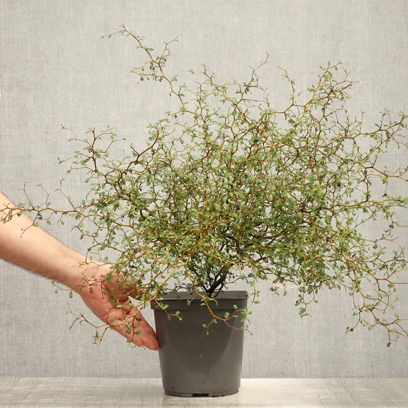 Ejemplar de Sophora prostrata Little Baby - Sófora Maceta 3L/4L entregado en verano