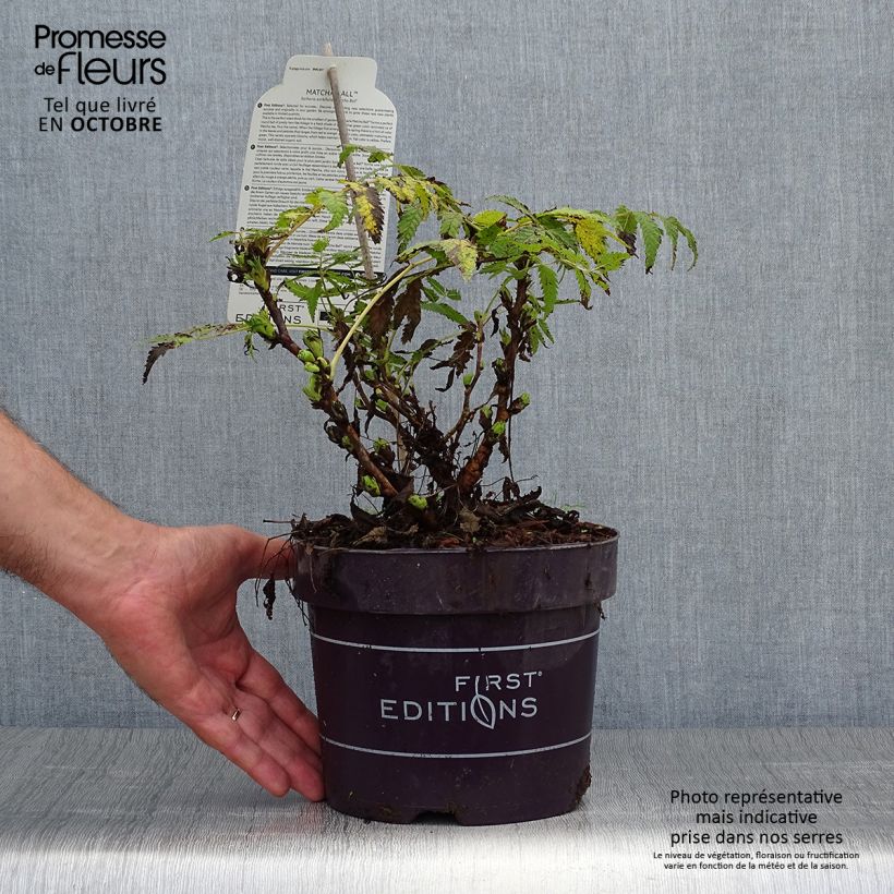 Ejemplar de Sorbaria sorbifolia Matcha Ball - Falsa Spiraea Maceta 2L/3L entregado en otoño