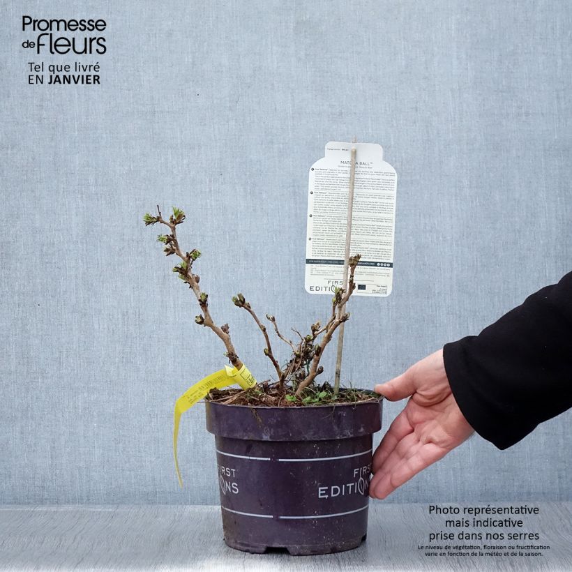 Sorbaria sorbifolia Matcha Ball - Falsa Spiraea Maceta 2L/3L Ejemplar entregado en invierno