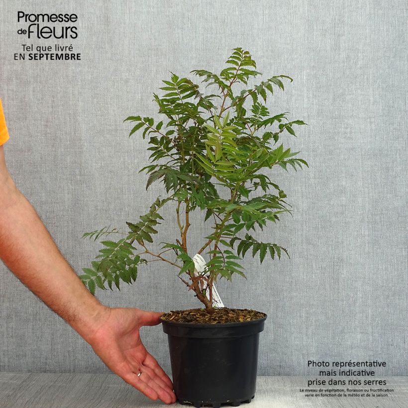Ejemplar de Sorbaria sorbifolia Pink Hopi - Falsa Spiraea Maceta 2L/3L entregado en verano