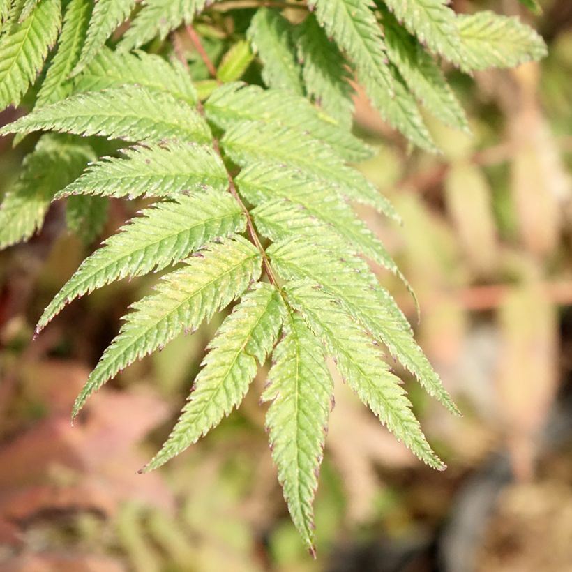 Sorbaria sorbifolia Pink Hopi - Falsa Spiraea (Follaje)