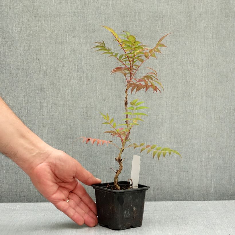 Sorbaria sorbifolia Sem - Falsa Spiraea Maceta de 8/9 cm Ejemplar entregado en la primavera
