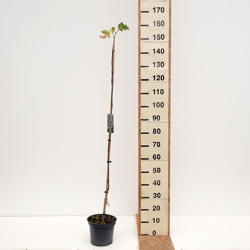 Ejemplar de Sorbus Black Ruby (Czarne Rubiny) - Serbal Maceta 4L/5L entregado en otoño