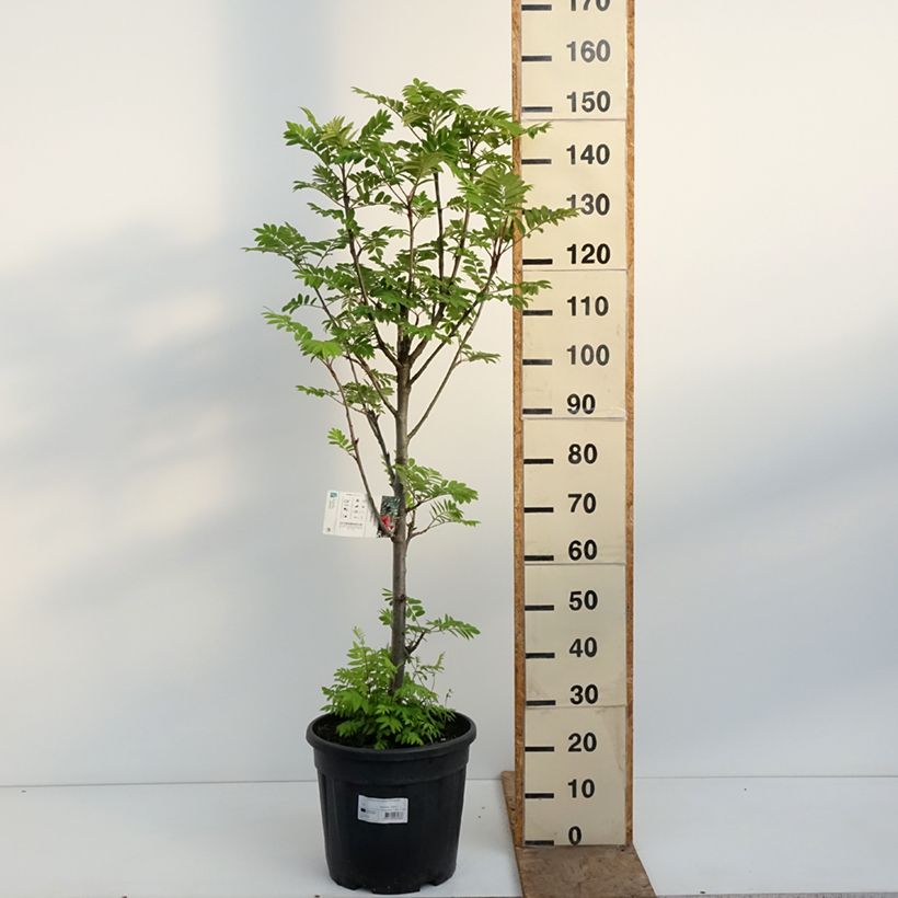 Sorbus aucuparia Fastigiata - Serbal de cazadores Maceta 20L/25L Ejemplar entregado en la primavera