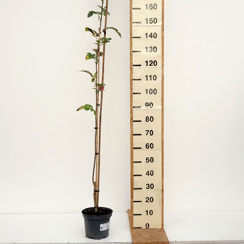 Ejemplar de Sorbus Alaja Krupnaja - Serbal de cazadores Maceta 4L/5L entregado en otoño