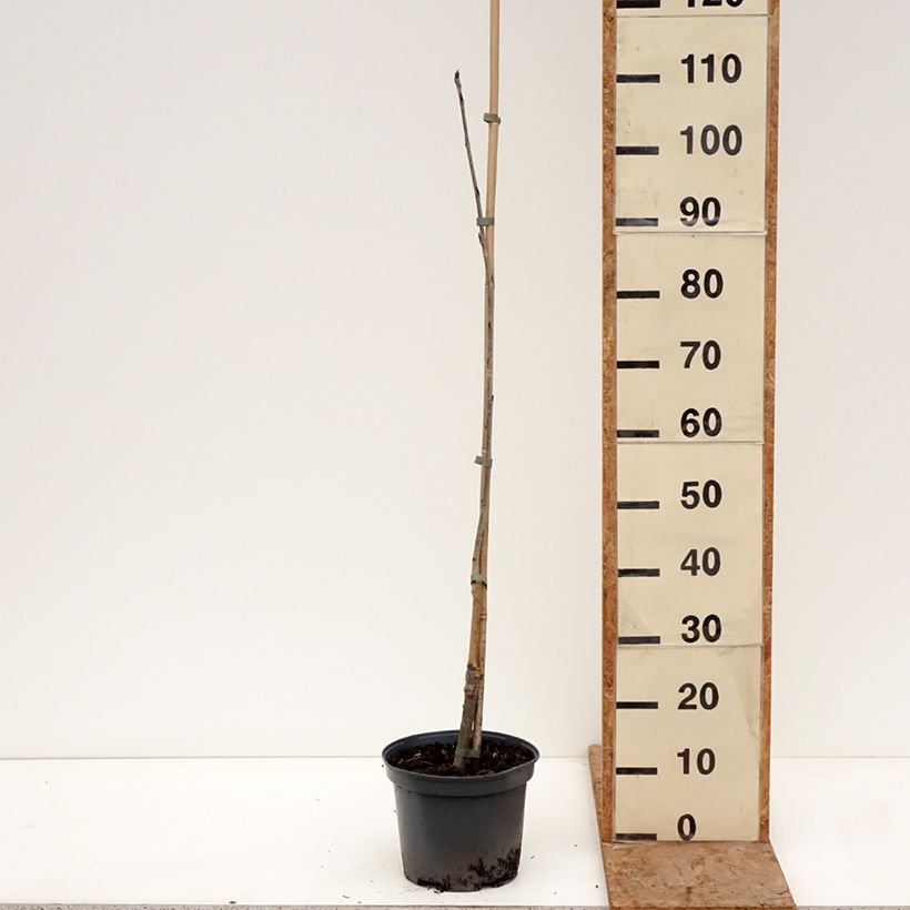 Sorbus Alaja Krupnaja - Serbal de cazadores Maceta 4L/5L Ejemplar entregado en invierno